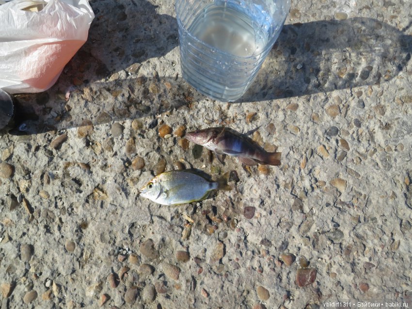 Путешествие на море, затем на Северный Кавказ через Шаумянский перевал (фото 8)