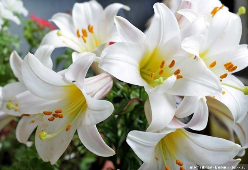 С Праздником! Дорогие друзья