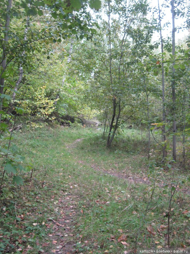 Рита всё гуляет. Другая сторона леса (фото 4)