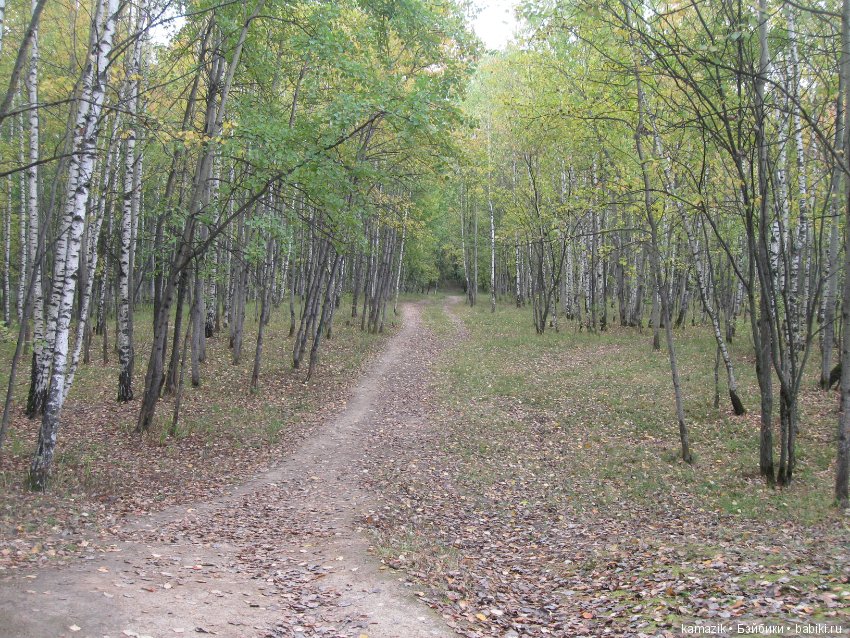 Рита всё гуляет. Другая сторона леса