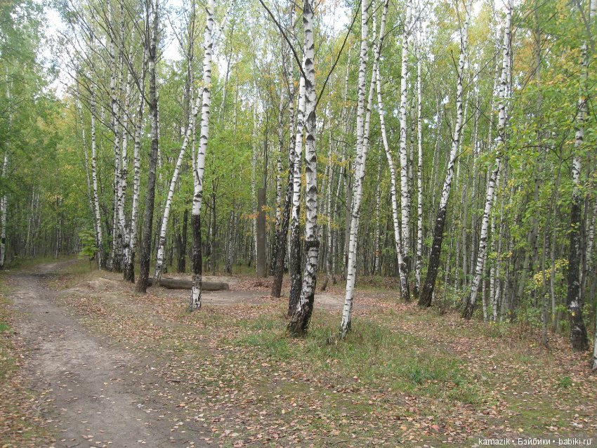 Рита всё гуляет. Другая сторона леса