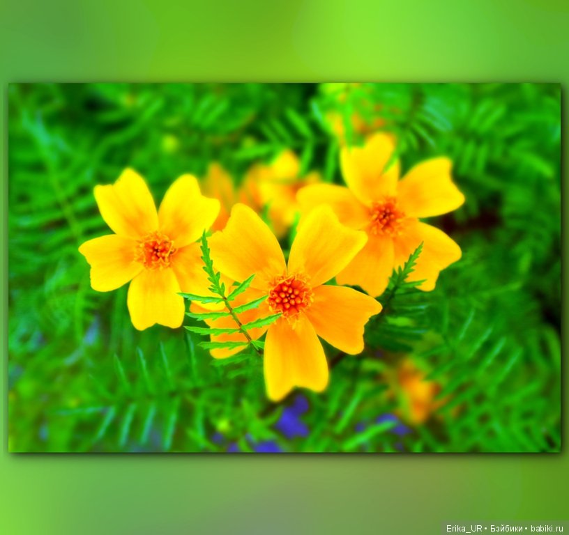 Перепись КуклоНаселения. Пупсы - тыковки