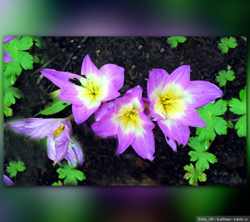 Перепись КуклоНаселения. Пупсы - тыковки (фото 9)