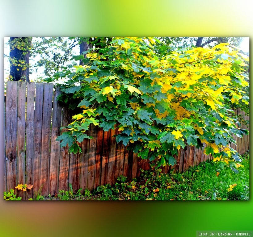 Перепись КуклоНаселения. Пупсы - тыковки