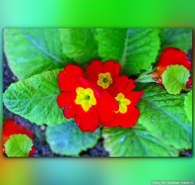 Перепись КуклоНаселения. Пупсы - тыковки