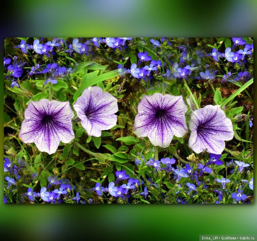 Перепись КуклоНаселения. Пупсы - тыковки