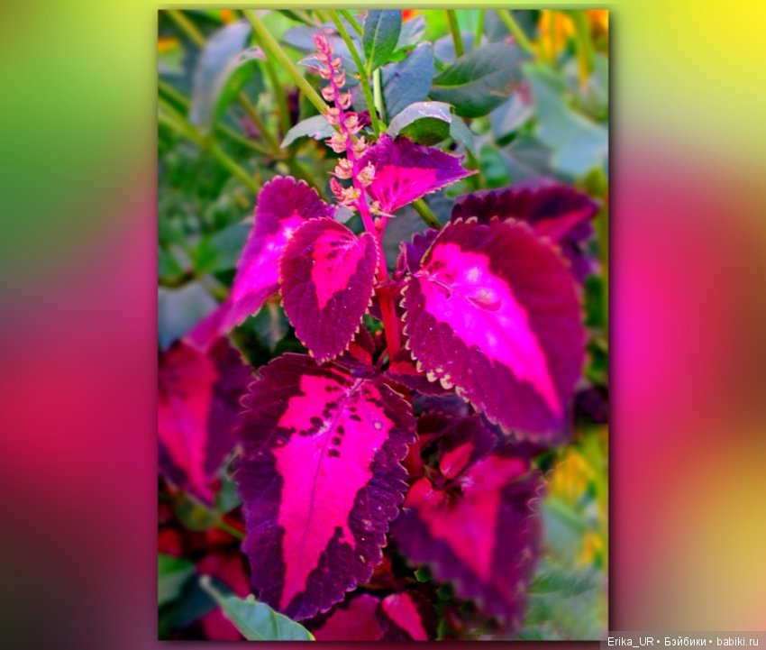 Перепись КуклоНаселения. Пупсы - тыковки