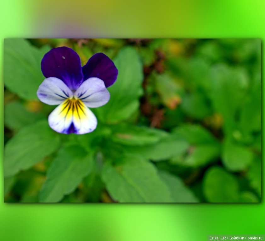 Перепись КуклоНаселения. Пупсы - тыковки