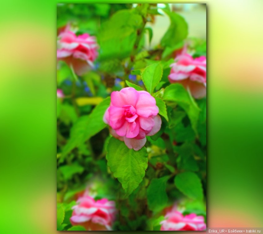 Перепись КуклоНаселения. Пупсы - тыковки