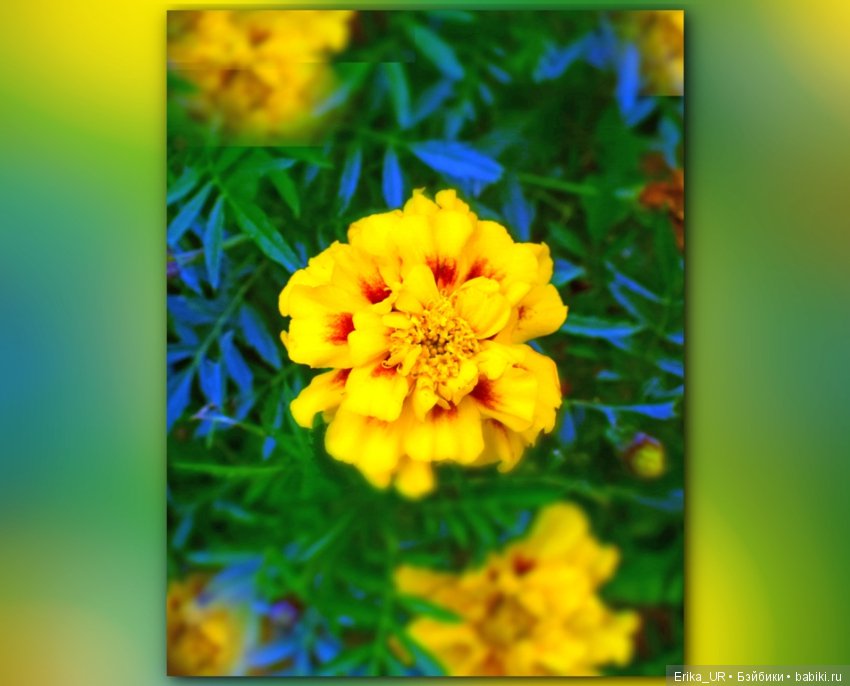 Перепись КуклоНаселения. Пупсы - тыковки