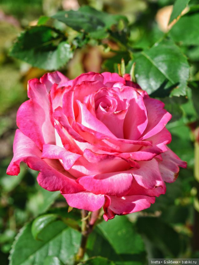 Прощание с Летом. Pukifee Cupid (фото 8)