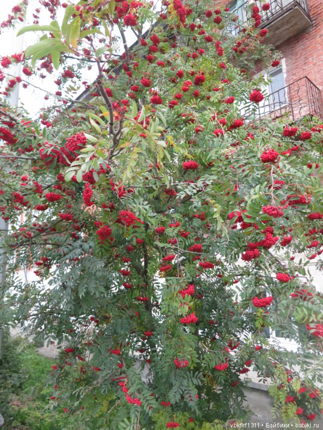 Осень ты прекрасна — Болталка и разговоры обо всем: жизнь (фото 2)