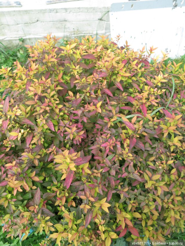 Осень ты прекрасна — Болталка и разговоры обо всем: жизнь (фото 9)