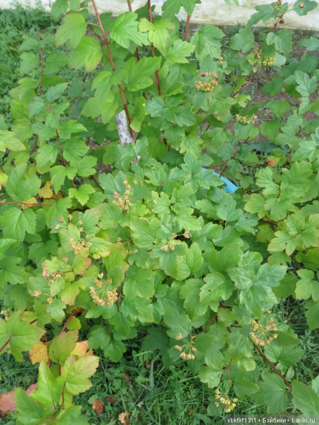 Осень ты прекрасна — Болталка и разговоры обо всем: жизнь