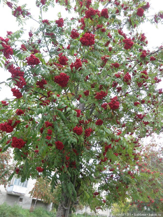 Осень ты прекрасна — Болталка и разговоры обо всем: жизнь (фото 4)