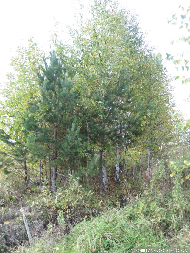 Осень ты прекрасна — Болталка и разговоры обо всем: жизнь (фото 6)