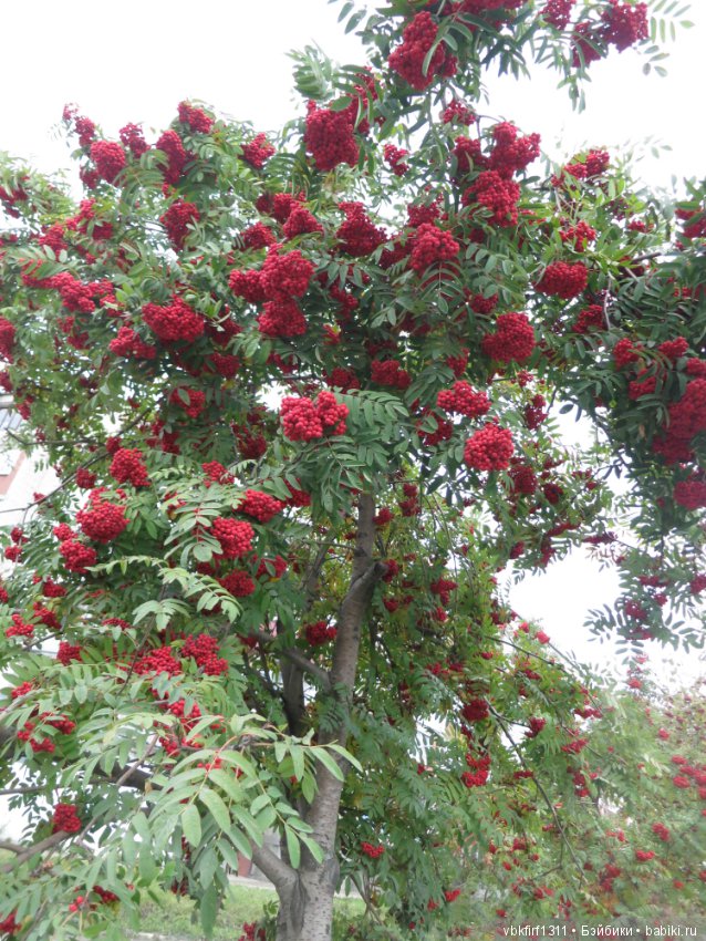 Осень ты прекрасна — Болталка и разговоры обо всем: жизнь (фото 3)