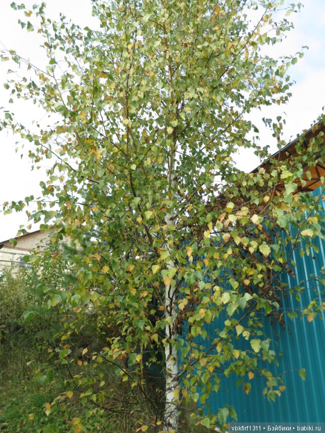 Осень ты прекрасна — Болталка и разговоры обо всем: жизнь (фото 7)