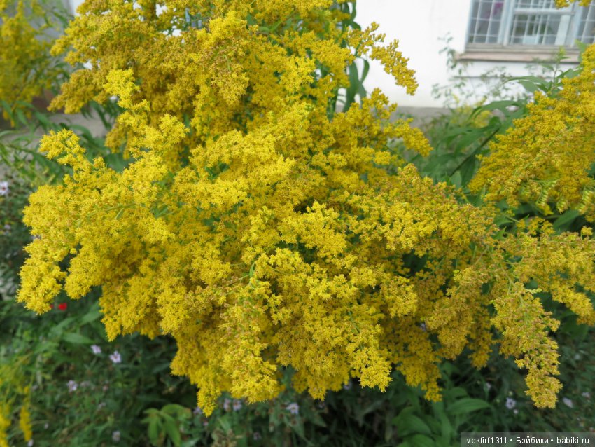 Осень ты прекрасна — Болталка и разговоры обо всем: жизнь