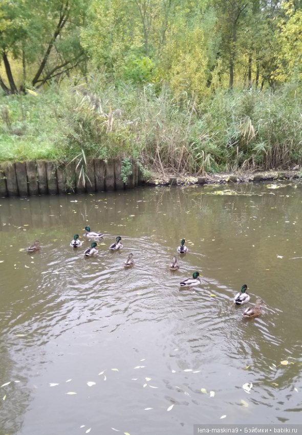 Лягушонок со своим другом, в осеннем парке (фото 2)
