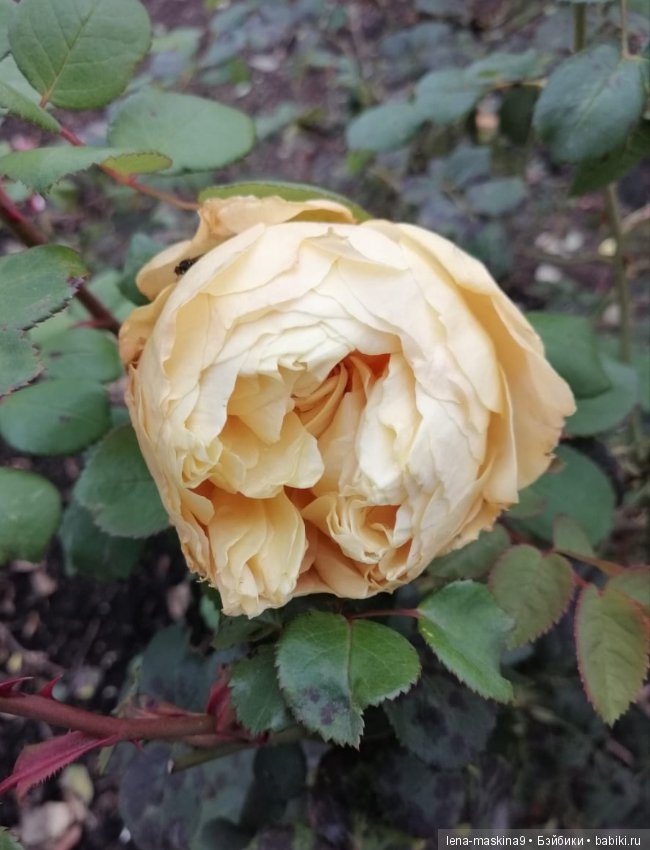 Лягушонок со своим другом, в осеннем парке