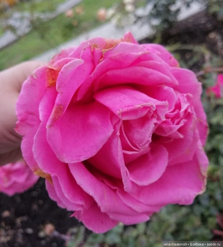 Лягушонок со своим другом, в осеннем парке