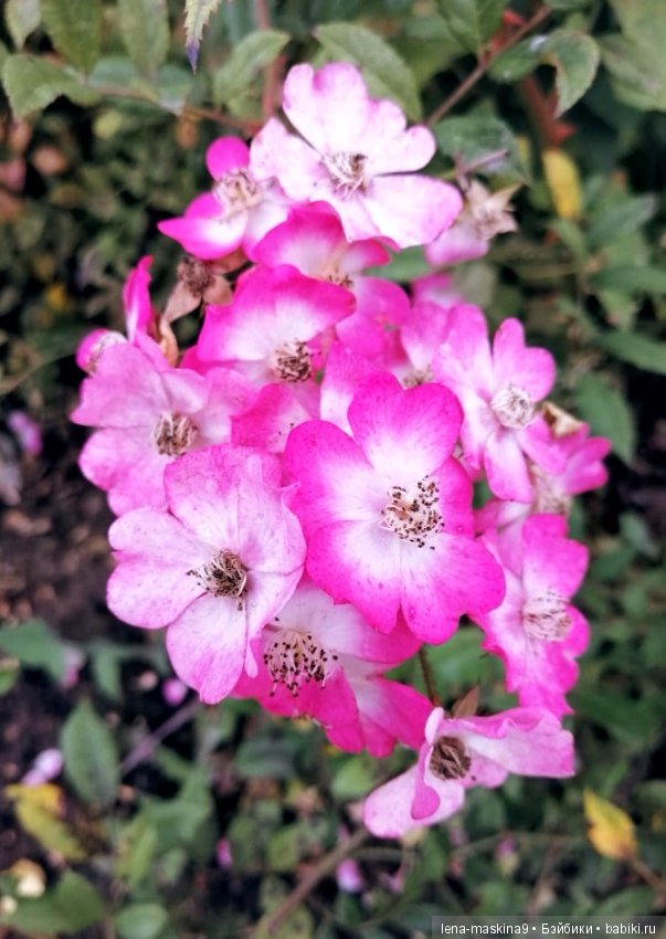 Лягушонок со своим другом, в осеннем парке