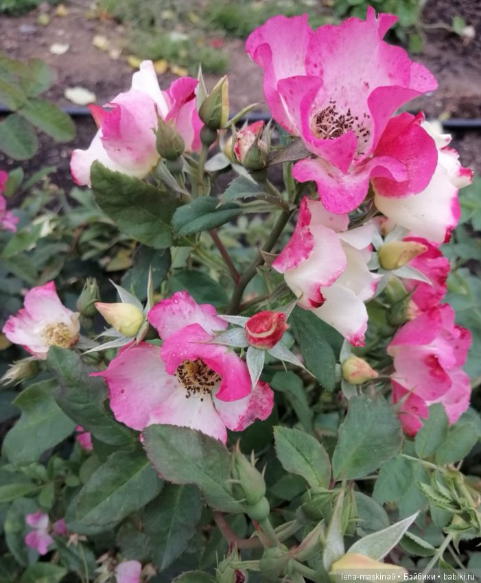 Лягушонок со своим другом, в осеннем парке