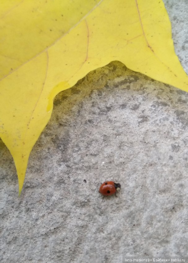 Лягушонок со своим другом, в осеннем парке (фото 9)