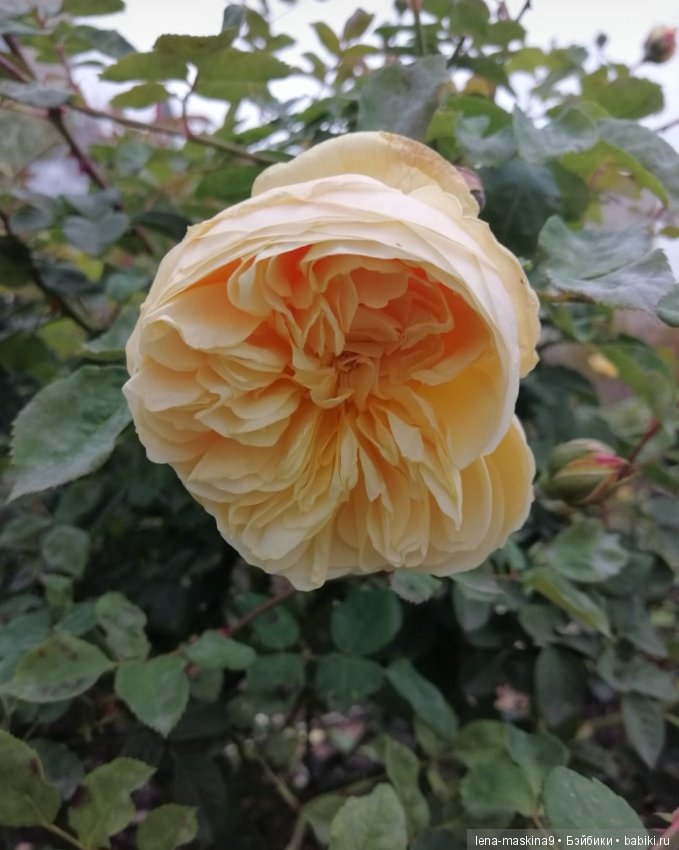 Лягушонок со своим другом, в осеннем парке