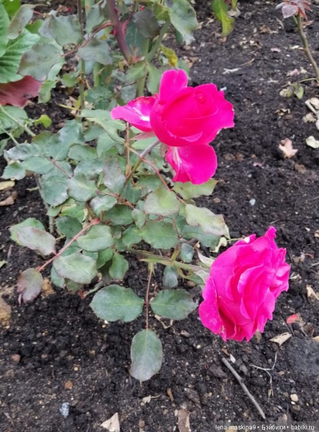 Лягушонок со своим другом, в осеннем парке