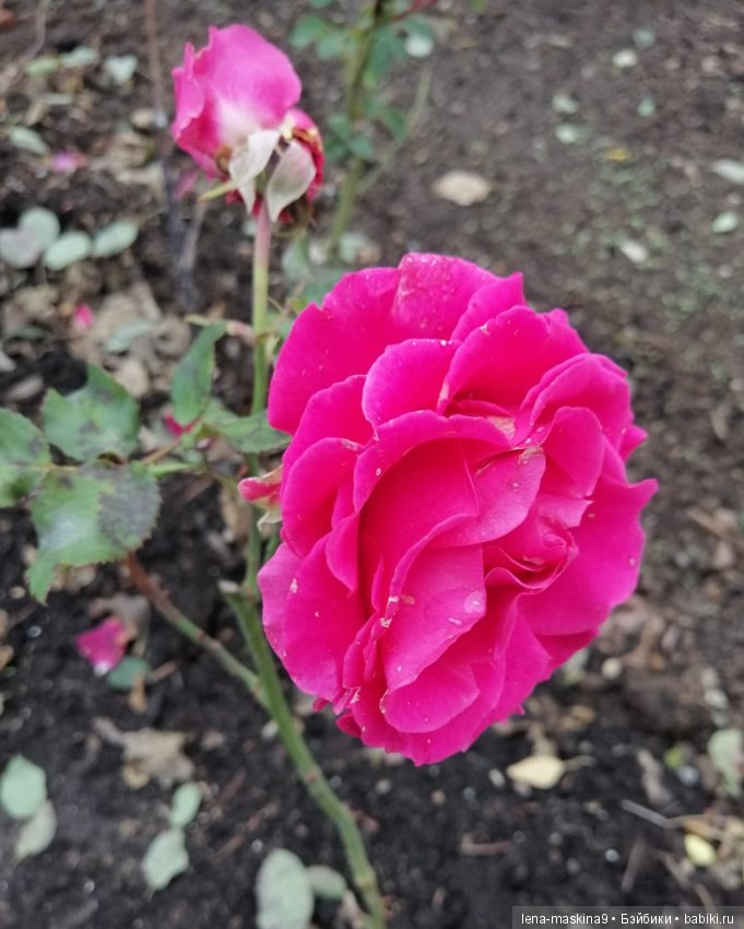 Лягушонок со своим другом, в осеннем парке