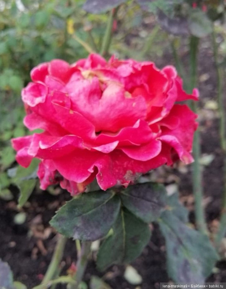 Лягушонок со своим другом, в осеннем парке