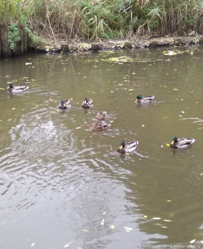 Лягушонок со своим другом, в осеннем парке (фото 5)