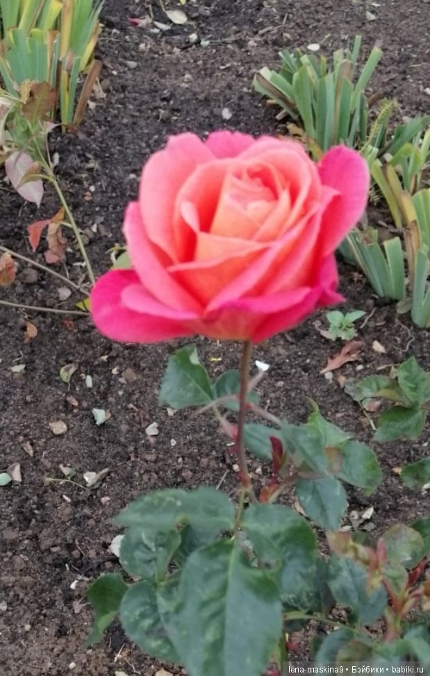 Лягушонок со своим другом, в осеннем парке