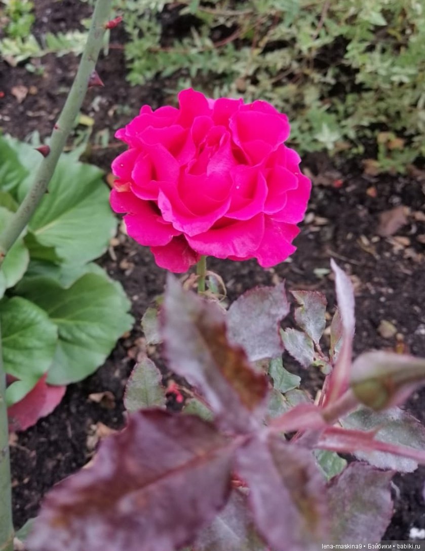 Лягушонок со своим другом, в осеннем парке