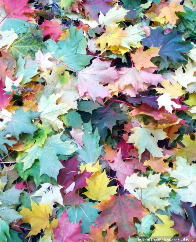 Лягушонок со своим другом, в осеннем парке (фото 6)