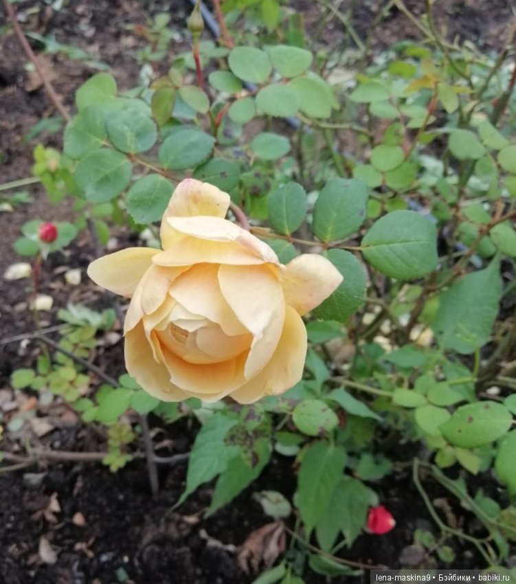 Лягушонок со своим другом, в осеннем парке