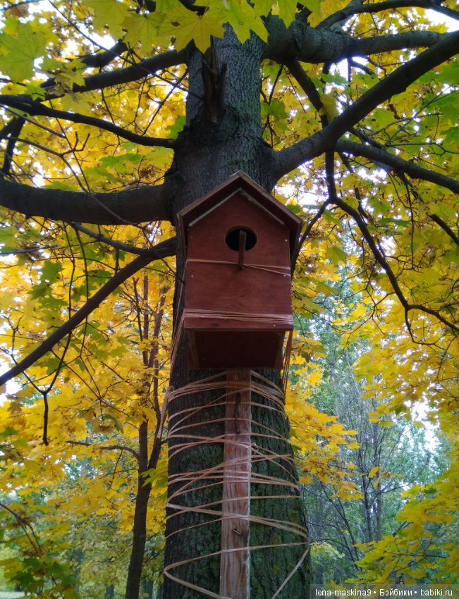 Лягушонок со своим другом, в осеннем парке