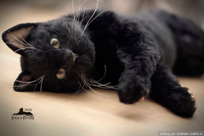 Фото Черный кот, более 87 качественных бесплатных стоковых фото