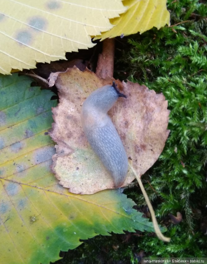 Лесные жители — Авторские игрушки из разных материалов: синельная проволока