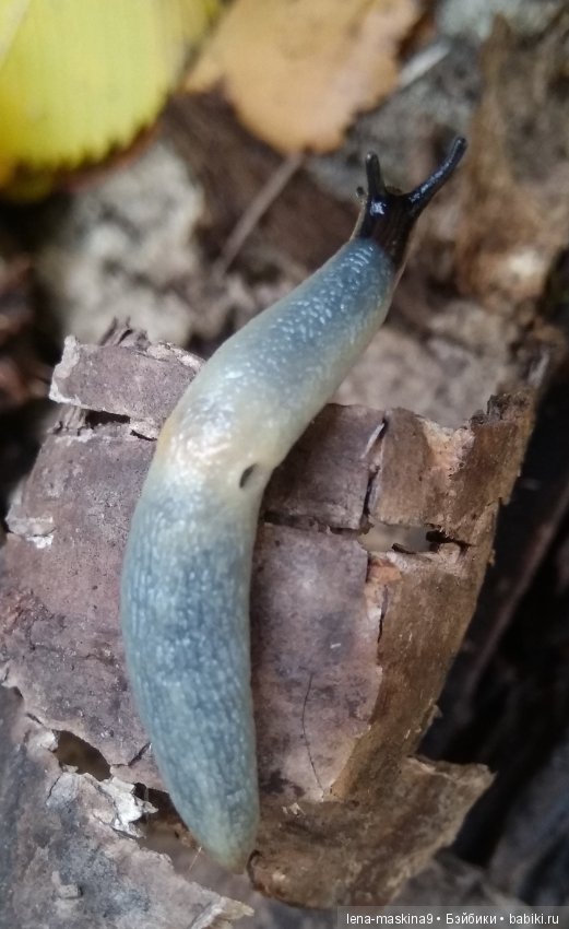 Лесные жители — Авторские игрушки из разных материалов: синельная проволока