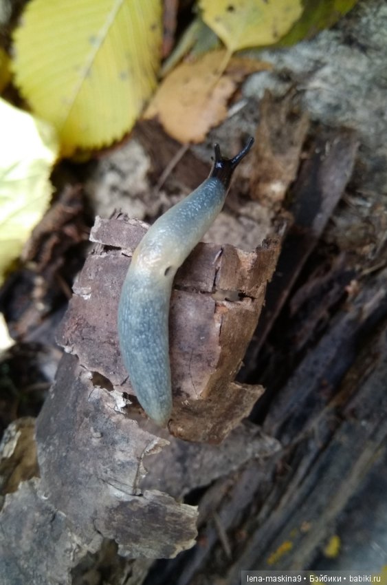 Лесные жители — Авторские игрушки из разных материалов: синельная проволока