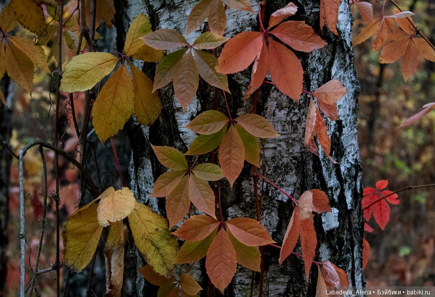 Осенние зарисовки — Болталка и разговоры обо всем: жизнь