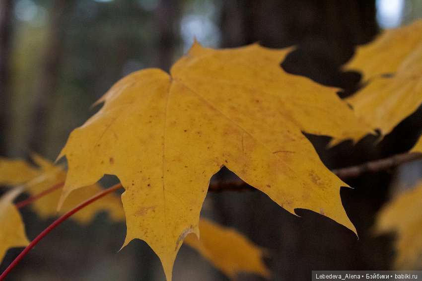 Осенние зарисовки — Болталка и разговоры обо всем: жизнь (фото 9)