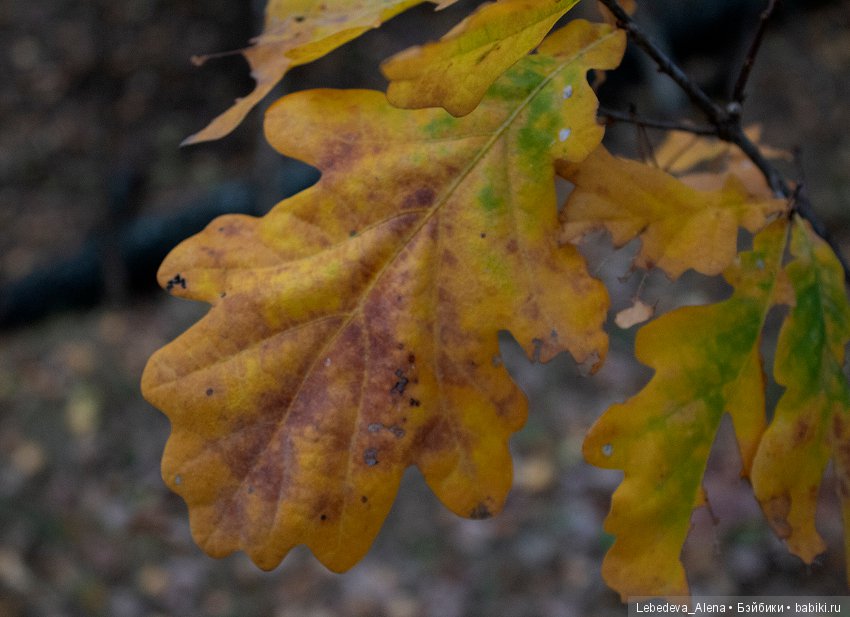 Осенние зарисовки — Болталка и разговоры обо всем: жизнь