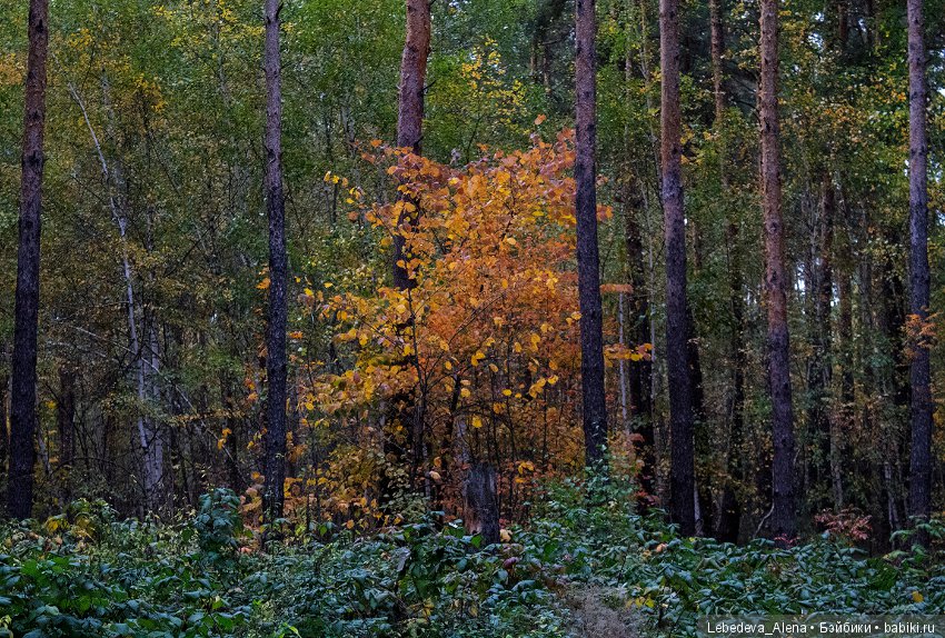 Осенние зарисовки — Болталка и разговоры обо всем: жизнь (фото 6)