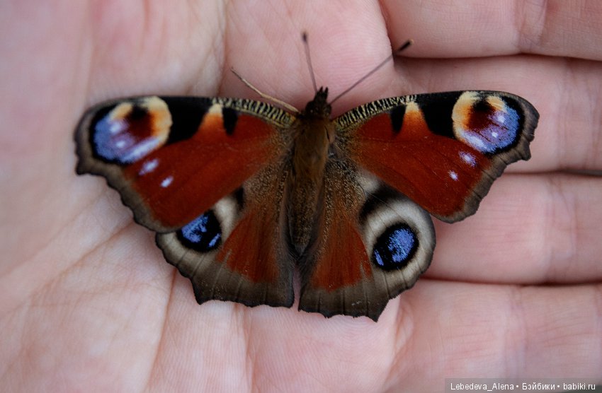 Осенние зарисовки — Болталка и разговоры обо всем: жизнь (фото 3)