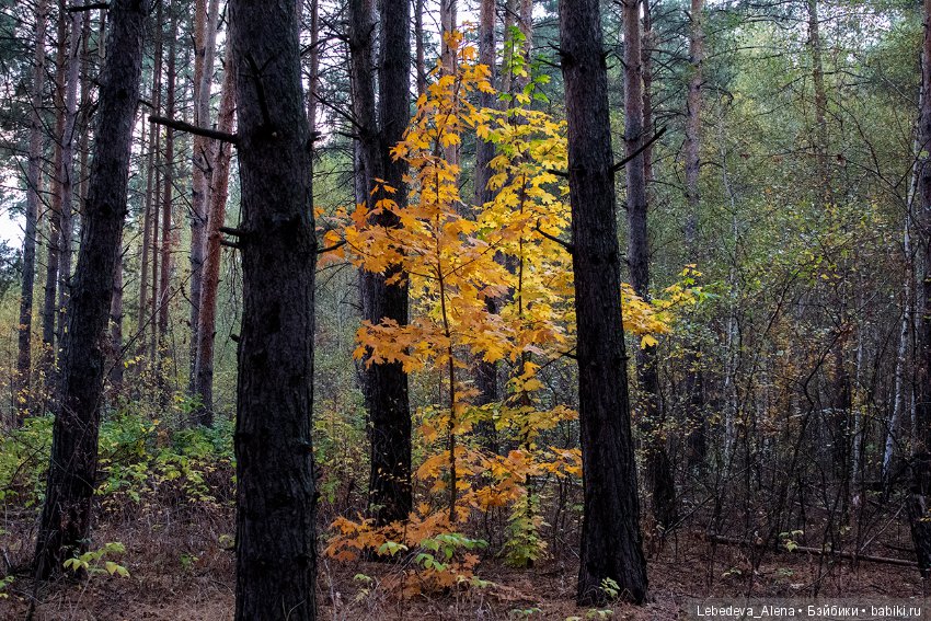 Осенние зарисовки — Болталка и разговоры обо всем: жизнь (фото 7)