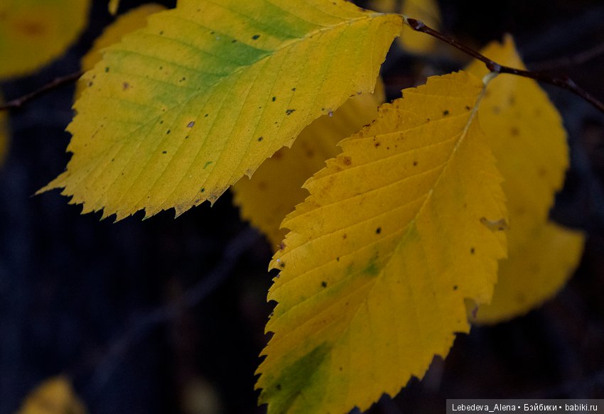 Осенние зарисовки — Болталка и разговоры обо всем: жизнь (фото 4)